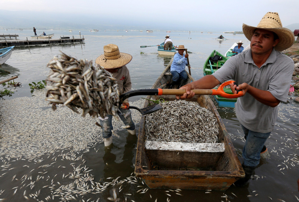 Fishermen, firefighters, and Agriculture, Cattle, Rural Development, Fish and Food Secretary personnel collaborate in the cleaning of dead fish in the Cajititlan lake.Close to 50 tons of fishes have died over the last six days from unknown causes, for which the Mexican State Attorney for Environmental Protection (Proepa) triggered an environmental contingency in the area.